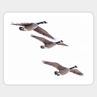 Canada geese in flight Sticker